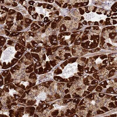 Immunohistochemistry-Paraffin: NDUFA3 Antibody [NBP1-92170]