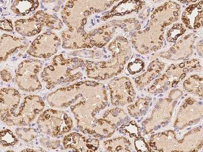 Immunohistochemistry-Paraffin: NDUFA3 Antibody [NBP2-98152]