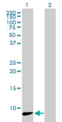 Western Blot: NDUFA3 Antibody [H00004696-B01P]