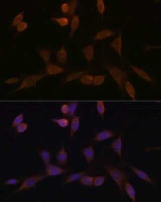 Immunocytochemistry/ Immunofluorescence: NDUFA5 Antibody - BSA Free [NBP3-03243]