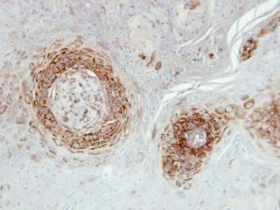 Immunohistochemistry-Paraffin: NDUFA5 Antibody [NBP1-33504]