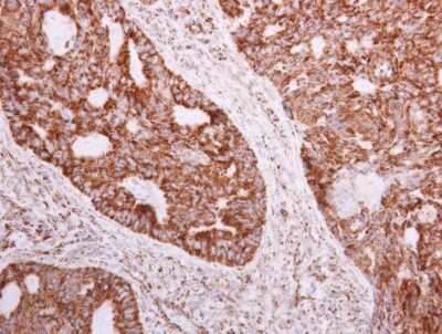 Immunohistochemistry-Paraffin: NDUFA5 Antibody [NBP1-33504]