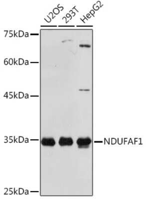 Western Blot: NDUFAF1 Antibody (4K8Y8) [NBP3-16313]