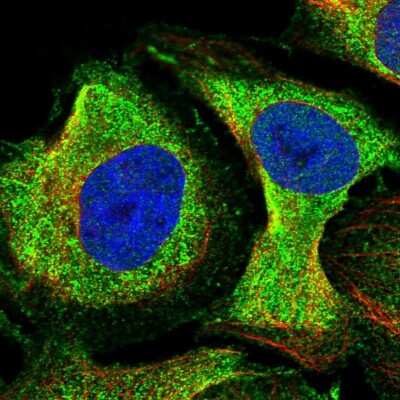 Immunocytochemistry/ Immunofluorescence: NDUFAF1 Antibody [NBP1-84503]