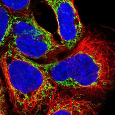 Immunocytochemistry/ Immunofluorescence: NDUFAF2 Antibody [NBP2-47359]