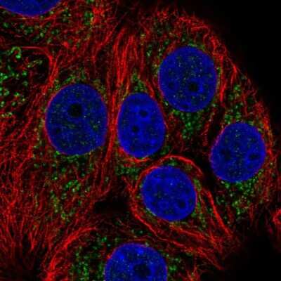Immunocytochemistry/ Immunofluorescence: NDUFB1 Antibody [NBP2-57170]