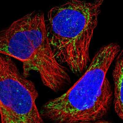 Immunocytochemistry/ Immunofluorescence: NDUFB11 Antibody [NBP1-83956]