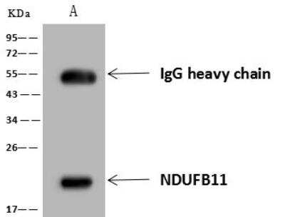 Immunoprecipitation: NDUFB11 Antibody [NBP3-12681]