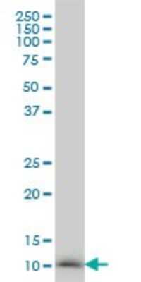 Western Blot: NDUFB3 Antibody (6C6) [H00004709-M01]