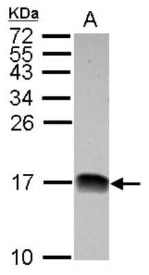 Western Blot: NDUFB4 Antibody [NBP2-15035]