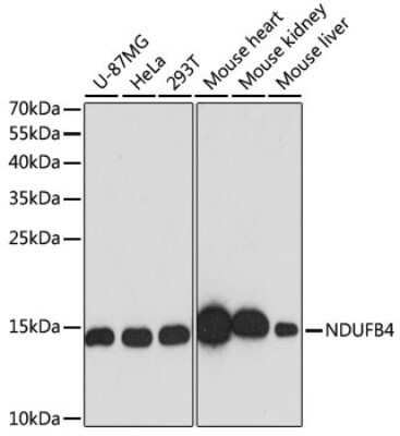 Western Blot: NDUFB4 AntibodyAzide and BSA Free [NBP3-03538]