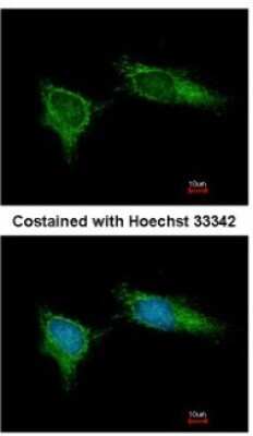 Immunocytochemistry/ Immunofluorescence: NDUFB5 Antibody [NBP1-31684]