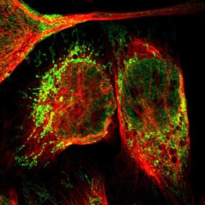 Immunocytochemistry/ Immunofluorescence: NDUFB5 Antibody [NBP1-85607]