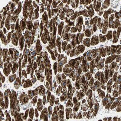 Immunohistochemistry-Paraffin: NDUFB5 Antibody [NBP1-85607]