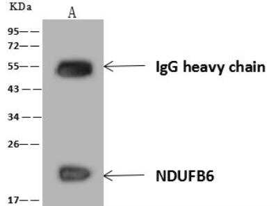 Immunoprecipitation: NDUFB6 Antibody [NBP3-12619]
