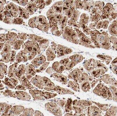 Immunohistochemistry-Paraffin: NDUFB8 Antibody [NBP1-88859]