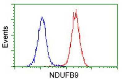 Flow Cytometry: NDUFB9 Antibody (OTI8B7) [NBP2-00495]