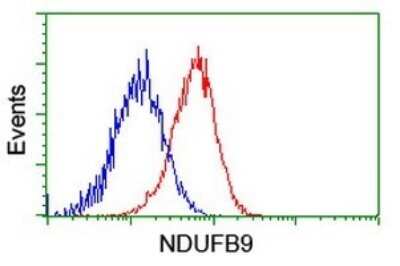 Flow Cytometry: NDUFB9 Antibody (OTI13H11) [NBP2-46126]