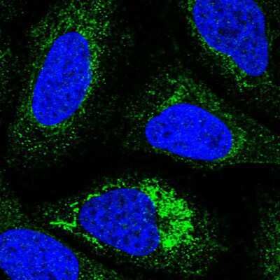 Immunocytochemistry/ Immunofluorescence: NDUFC1 Antibody [NBP1-83064]
