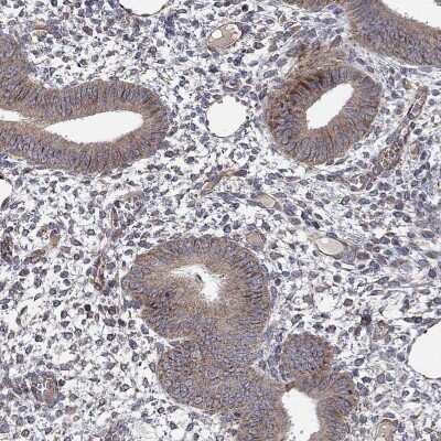 Immunohistochemistry-Paraffin: NDUFC1 Antibody [NBP3-17130]