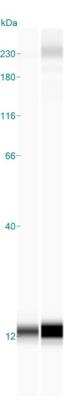Simple Western: NDUFC2 Antibody [NBP1-88934]