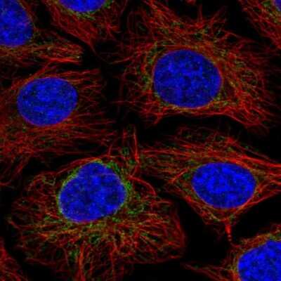 Immunocytochemistry/ Immunofluorescence: NDUFS2 Antibody [NBP2-30413]
