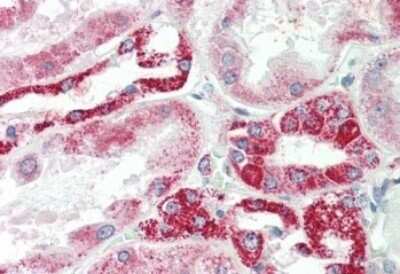 Immunohistochemistry-Paraffin: NDUFS6 Antibody [NBP1-49831]