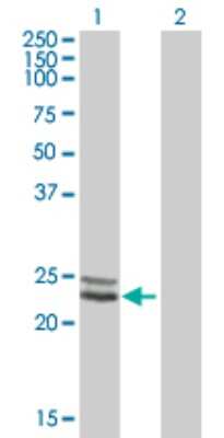 Western Blot: NDUFV2 Antibody [H00004729-B01P]