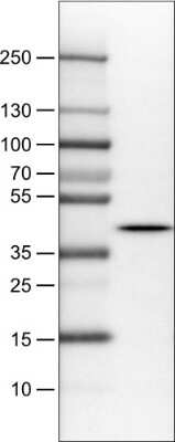 Western Blot: NECAB1 Antibody (CL0576) [NBP2-52946]
