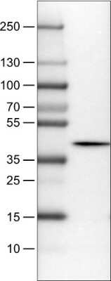 Western Blot: NECAB1 Antibody (CL0580) [NBP2-52944]