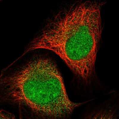 Immunocytochemistry/ Immunofluorescence: NECAB1 Antibody [NBP1-84003]