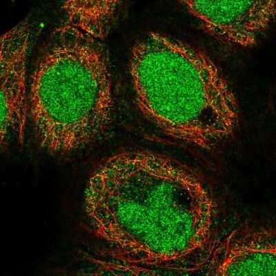 Immunocytochemistry/ Immunofluorescence: NECAB1 Antibody [NBP1-84005]