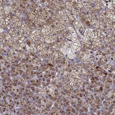 Immunohistochemistry: NECAB3 Antibody [NBP2-68925]