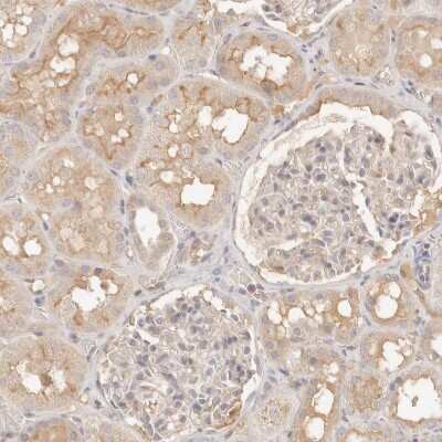 Immunohistochemistry-Paraffin: NECAP2 Antibody [NBP1-84626]