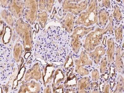 Immunohistochemistry-Paraffin: NECAP2 Antibody [NBP2-97285]
