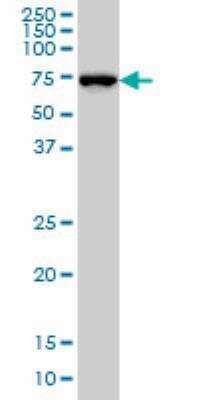 Western Blot: NEDD1 Antibody (7D10) [H00121441-M05]