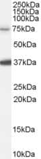 Western Blot: NEDD1 Antibody [NB100-55420]
