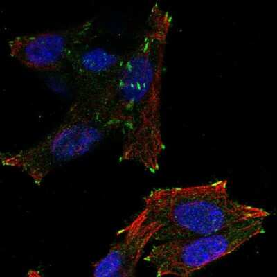 Immunocytochemistry/ Immunofluorescence: NEDD4L Antibody [NBP2-56344]