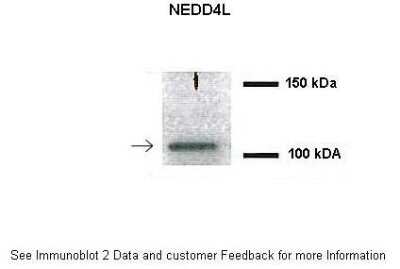 Western Blot: NEDD4L Antibody [NBP1-54974]