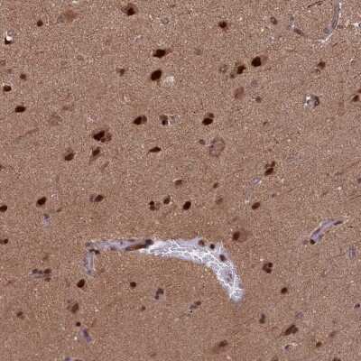 Immunohistochemistry-Paraffin: APPBP1 Antibody [NBP1-92162]