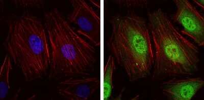 Immunocytochemistry/ Immunofluorescence: NEDD8 Antibody (1A7) - BSA Free [NBP2-37524]