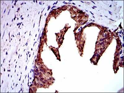 Immunohistochemistry: NEDD8 Antibody (5B8) - BSA Free [NBP2-37523]