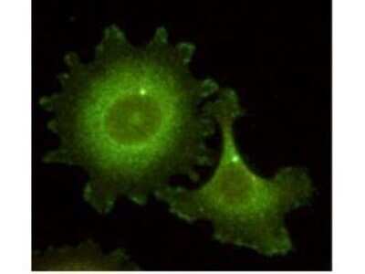 Immunocytochemistry/ Immunofluorescence: NEDD9/CASL/HEF1 Antibody (14A11) - (82-398 aa) [NBP2-44192]