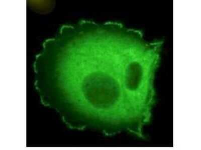 Immunocytochemistry/ Immunofluorescence: NEDD9/CASL/HEF1 Antibody (2G9) - (82-398 aa) [NB100-1699]