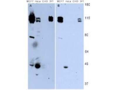 Western Blot: NEDD9/CASL/HEF1 Antibody (2G9)(82-398 aa) [NB100-1699]