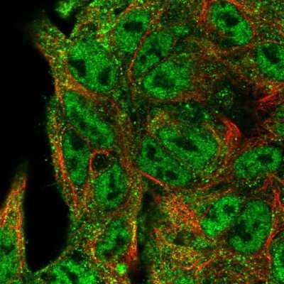 Immunocytochemistry/ Immunofluorescence: NEDD9/CASL/HEF1 Antibody [NBP2-55071]