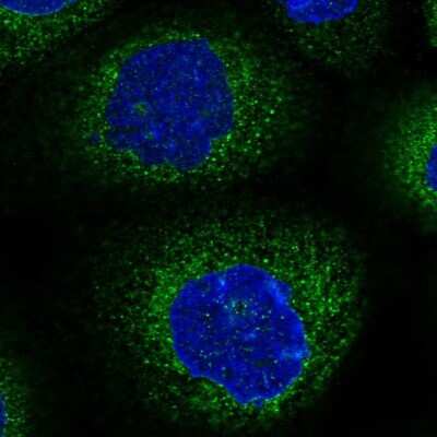 Immunocytochemistry/ Immunofluorescence: NEDL2 Antibody [NBP1-92174]