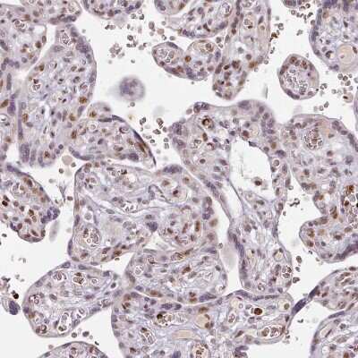 Immunohistochemistry-Paraffin: NEIL1 Antibody [NBP2-47358]
