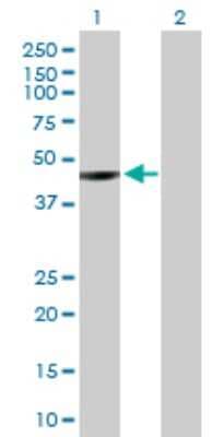Western Blot: NEIL1 Antibody [H00079661-D01P]