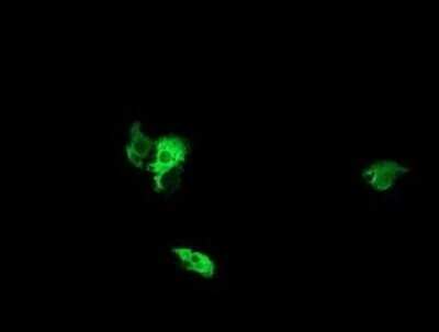 Immunocytochemistry/ Immunofluorescence: NEK11 Antibody (OTI5D9) - Azide and BSA Free [NBP2-72935]